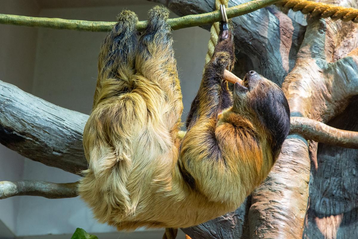 Two-toed sloth eating a sweet potato chunk.